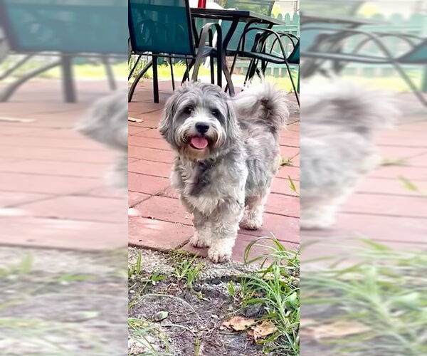 Medium Photo #2 Petit Basset Griffon Vendeen Puppy For Sale in Weston, FL, USA