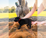 Small Photo #13 Labrador Retriever Puppy For Sale in GREENWOOD, SC, USA