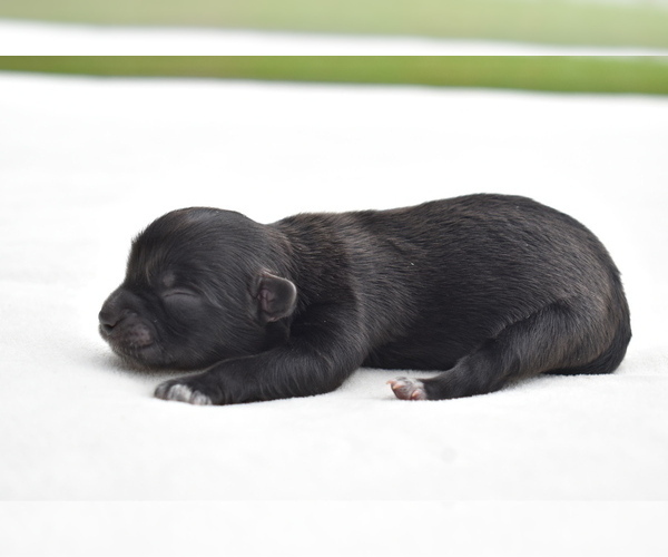 Medium Photo #2 Shih Aussie Puppy For Sale in PALM COAST, FL, USA