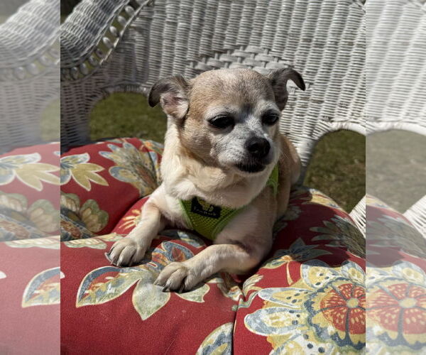 Medium Photo #2 Chihuahua Puppy For Sale in Attalka, AL, USA