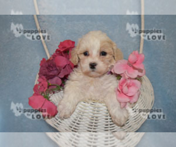 Medium Photo #7 Poochon Puppy For Sale in SANGER, TX, USA