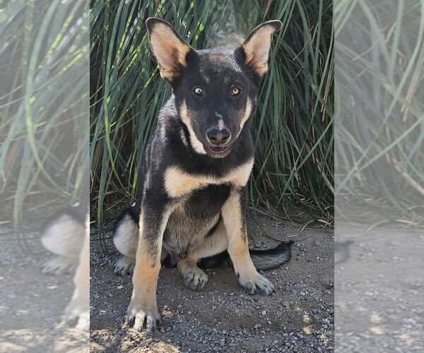 Medium Photo #3 German Shepherd Dog-Unknown Mix Puppy For Sale in Lake Forest, CA, USA