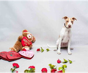 Mutt Dogs for adoption in Sanford, FL, USA