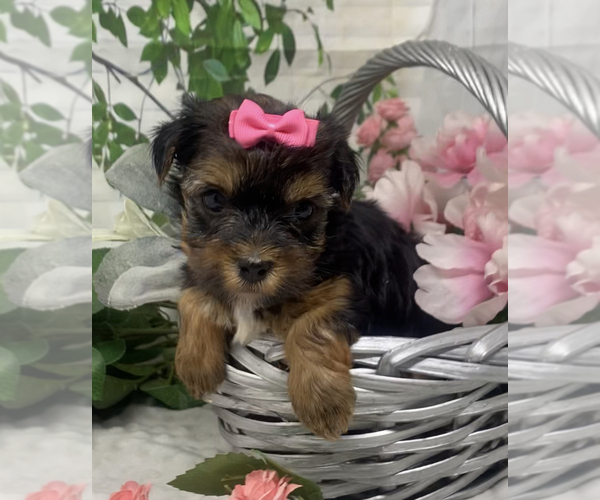 Medium Photo #4 Shorkie Tzu Puppy For Sale in SELLERSBURG, IN, USA