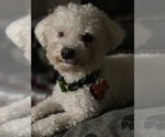 Small Photo #1 Bichon Frise Puppy For Sale in TUSCALOOSA, AL, USA