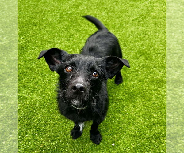 Medium Photo #2 Mutt Puppy For Sale in Salinas, CA, USA