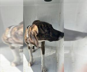 Labrador Retriever-Unknown Mix Dogs for adoption in Houston, TX, USA