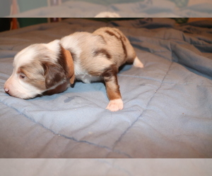 Miniature Australian Shepherd Puppy for sale in CARVER, MN, USA
