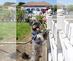 Small Photo #2 French Tzu Puppy For Sale in San Jose, CA, USA