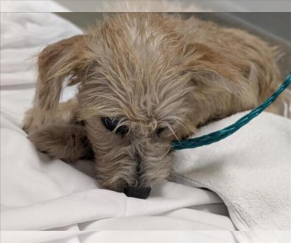 Medium Photo #1 Mutt Puppy For Sale in Las Vegas, NV, USA