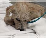 *JUMPY JILL - Female Mutt Dog for Adoption - Small photo