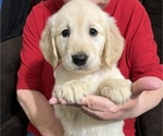 Small #2 Golden Retriever