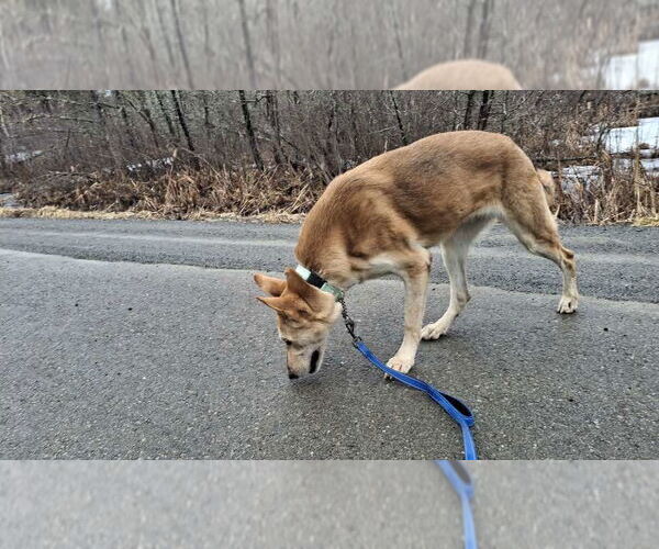Medium Photo #10 Collie-German Shepherd Dog Mix Puppy For Sale in Sebec, ME, USA
