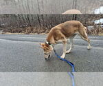 Small #9 Collie-German Shepherd Dog Mix