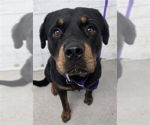 Rottweiler Dogs for adoption in San Bernardino, CA, USA