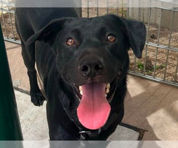 Medium Photo #1 Labrador Retriever-Unknown Mix Puppy For Sale in Martinez, CA, USA