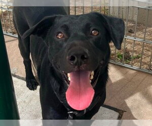 Labrador Retriever-Unknown Mix Dogs for adoption in Martinez, CA, USA