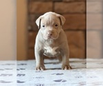 Small Photo #7 American Bully Puppy For Sale in ORANGEBURG, SC, USA