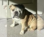Small #3 Bulldog Mix