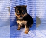 Small #3 Pomeranian