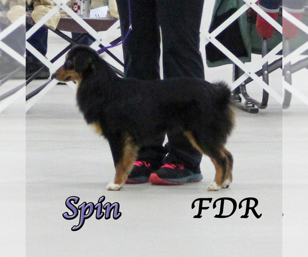 Medium Photo #1 Miniature Australian Shepherd Puppy For Sale in FORESTBURG, TX, USA