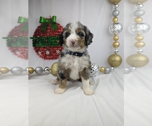 Bernedoodle (Miniature) Puppy for sale in MILLERSBURG, OH, USA