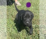 Small Photo #1 Labrador Retriever Puppy For Sale in TULLAHOMA, TN, USA