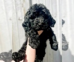 Puppy Diana Goldendoodle (Miniature)