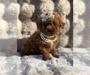 Poodle (Toy) Puppy for sale in ORLANDO, FL, USA