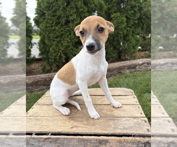 Medium Photo #5 Jack-Rat Terrier Puppy For Sale in MIDDLEBURY, IN, USA