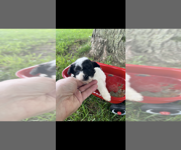 Medium Photo #4 Pomapoo (Toy) Puppy For Sale in NILES, MI, USA