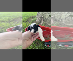 Small #3 Pomapoo (Toy)