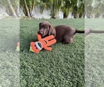 Small Photo #7 Labrador Retriever Puppy For Sale in TAMPA, FL, USA