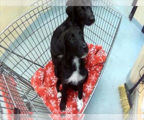 Medium Photo #1 Mutt Puppy For Sale in Tulsa, OK, USA