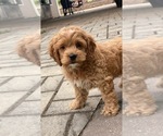 Small #1 Cockapoo