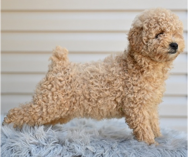 Medium Photo #6 Poodle (Miniature) Puppy For Sale in MILLERSBURG, OH, USA