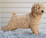 Small #5 Poodle (Miniature)