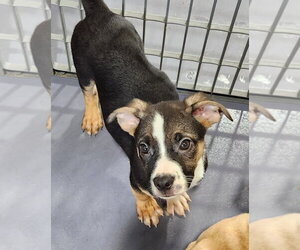 Pug-Unknown Mix Dogs for adoption in Walnutport, PA, USA
