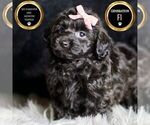 Small Photo #8 YorkiePoo Puppy For Sale in WARSAW, IN, USA