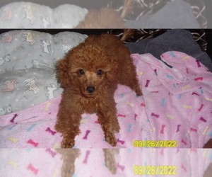 Poodle (Toy) Puppy for sale in DULUTH, GA, USA