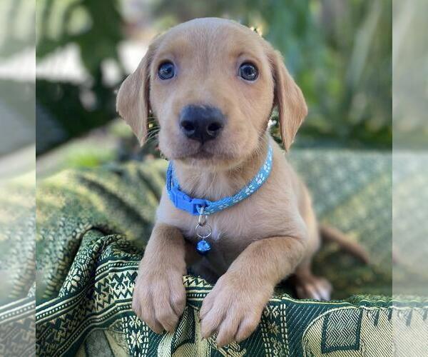 Medium Photo #2 Mutt Puppy For Sale in San Diego, CA, USA