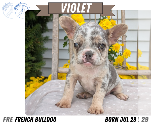 Medium Photo #14 French Bulldog Puppy For Sale in GOSHEN, IN, USA