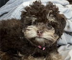 Puppy 3 Poodle (Toy)-ShihPoo Mix