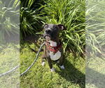 Small #1 Boxer Mix