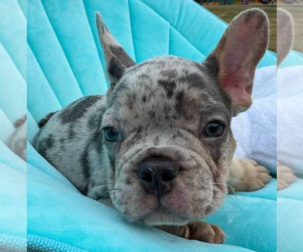 Medium Photo #6 French Bulldog Puppy For Sale in RENTON, WA, USA