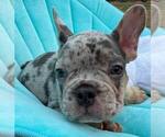 Small Photo #6 French Bulldog Puppy For Sale in RENTON, WA, USA