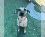 Small #1 Mutt