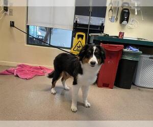 Border Collie-Unknown Mix Dogs for adoption in Pasadena, CA, USA