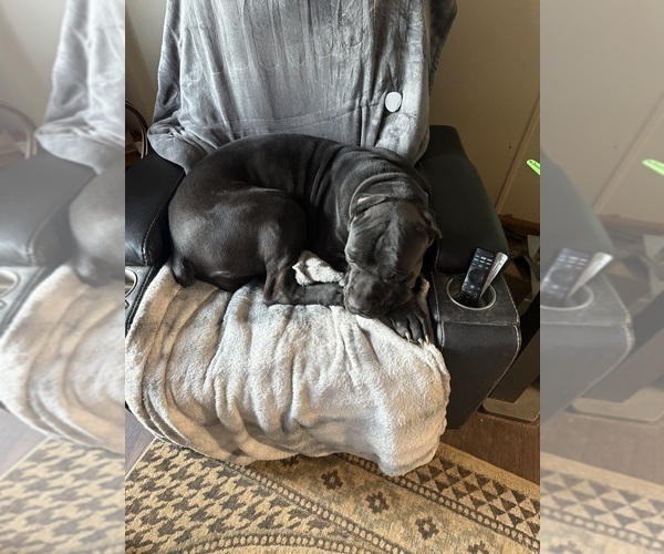 Medium Photo #1 Cane Corso Puppy For Sale in NEW TAZEWELL, TN, USA