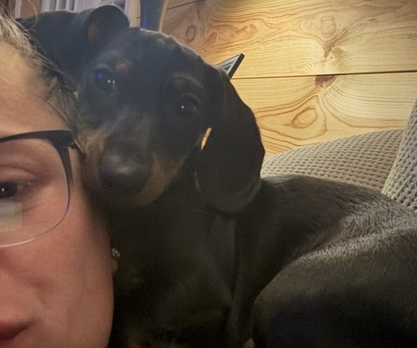 Medium Photo #1 Dachshund Puppy For Sale in MADISON, AL, USA